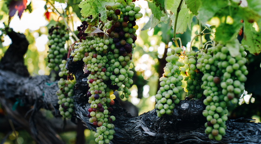 Hilary’s Vineyard