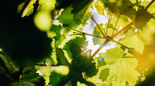 Riddle Vineyard